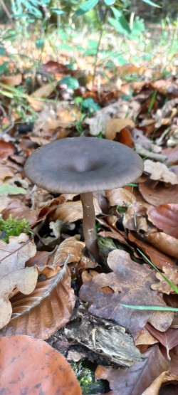 20251112_112929_Pseudoclitocybe cyathiformis.jpg