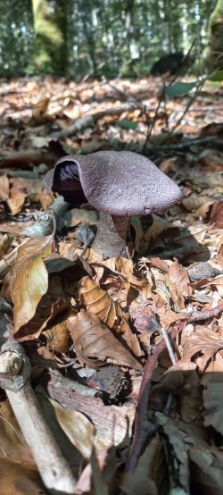 20250930_122853_Cortinarius violaceus.jpg