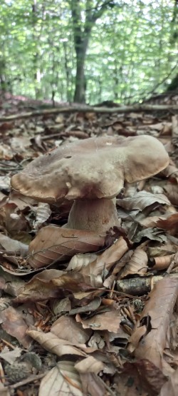 20250625_112226_Boletus reticulatus.jpeg