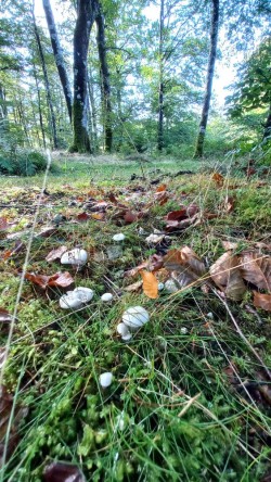 20250916_111418_Clitopilus prunulus redes.jpg