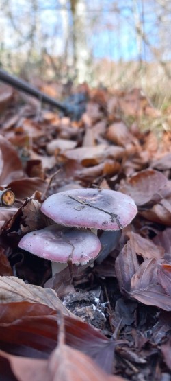 20251118_125107_Russula sp..jpg