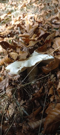 20251014_115603_Tricholoma columbetta.jpg