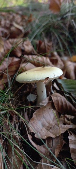 20251104_121546_Amanita gemmata.jpg