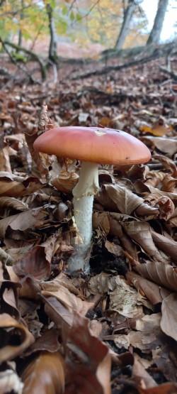 20251104_122035_Amanita muscaria.jpg
