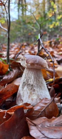 20251111_141301_Boletus edulis.jpg