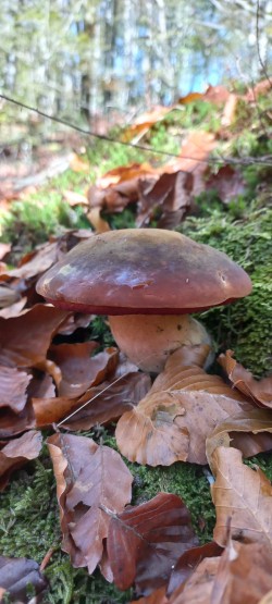 20251028_120327_Neoboletus erythropus.jpg