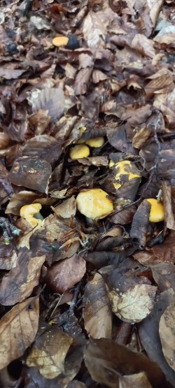 2026-05-14 at 09.20.30_Cantharellus pallens.jpeg