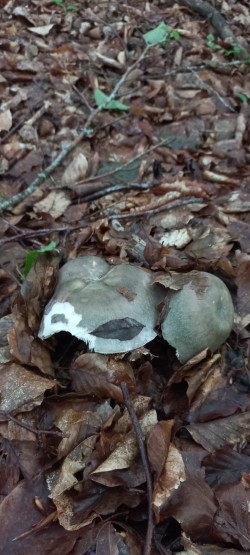2026-05-14 at 09.20.17_Russula cyanoxantha.jpeg
