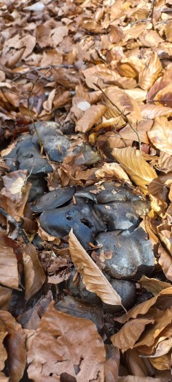 WhatsApp Image 2026-02-12 at 16.03.22.jpeg