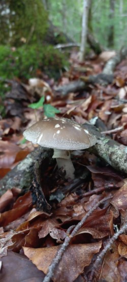 2026-05-20 at 11.27.01_Amanita excelsa.jpeg