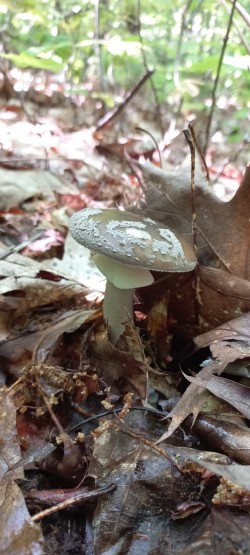 2026_05_07_Amanita excelsa 2.jpeg
