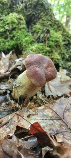 2026_05_07_Boletus reticulatus 1.jpeg
