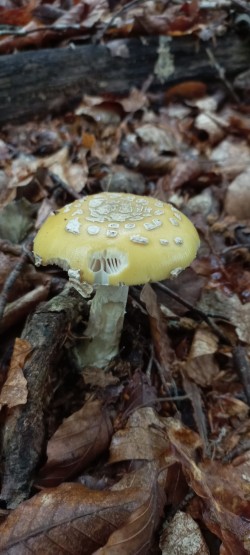 2026-05-14 at 09.20.08_Amanita gemmata.jpeg