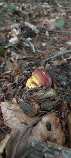 2026-05-20 at 11.26.36_Butyriboletus regius.jpeg
