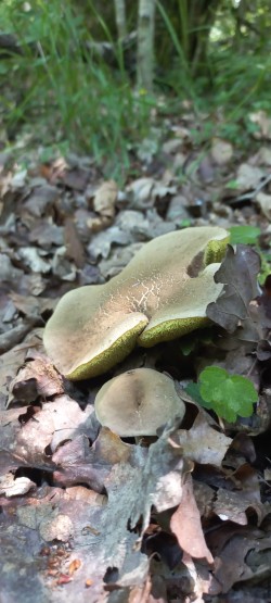 2026-06-18 at 09.31.12_Xerocomus sp..jpeg