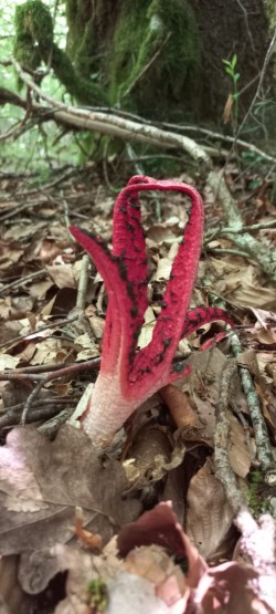 2026-06-18 at 09.31.18_Clathrus archeri.jpeg