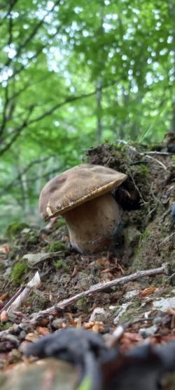 2026-05-14 at 09.19.53_Boletus reticualtus.jpeg