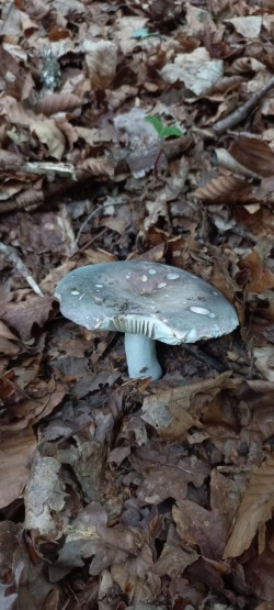 2026-06-04 at 10.11.26_Russula cyanoxantha.jpeg
