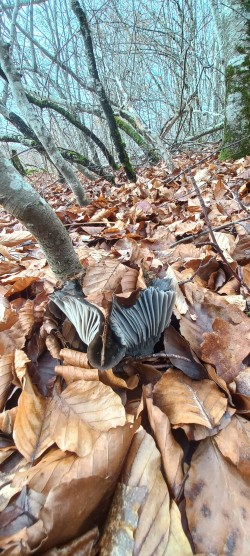 WhatsApp Image 2026-02-05 at 09.39.34.jpeg