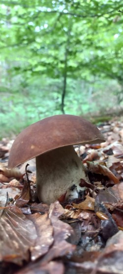 2026-05-20 at 11.27.20_Boletus reticulatus.jpeg
