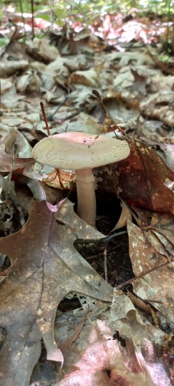 2026_05_07_Amanita rubescens 2.jpeg