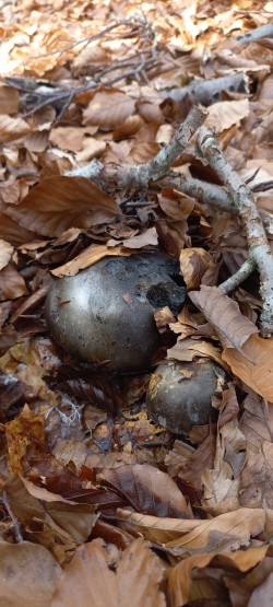 WhatsApp Image 2026-02-12 at 16.03.22 (1).jpeg