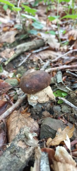 2026-05-14 at 09.19.46_Boletus reticulatus.jpeg
