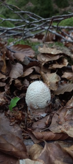2026-06-04 at 10.11.45_Amanita rubescens.jpeg