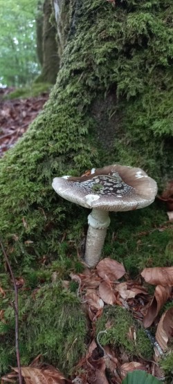 2026-05-14 at 09.20.35_Amanita excelsa.jpeg