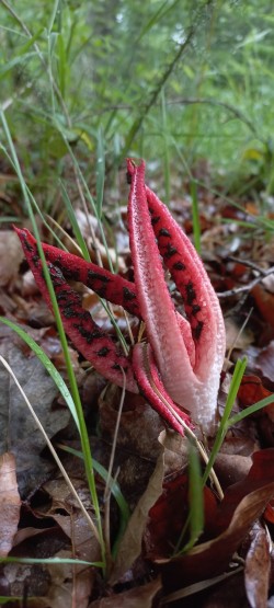 2026-06-11 at 09.36.29_Clathrus archeri.jpeg