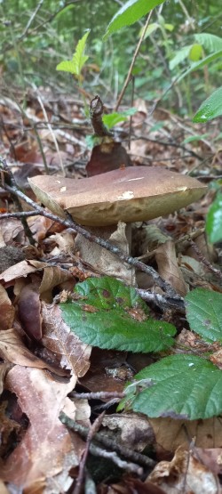 2026-05-14 at 09.19.28_Boletus reticulatus.jpeg