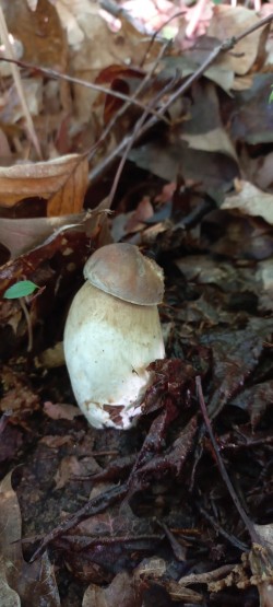 2026_05_07_Boletus reticulatus 4.jpeg