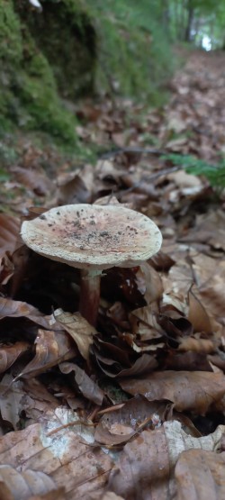2026-06-04 at 10.11.33_Amanita rubescens.jpeg