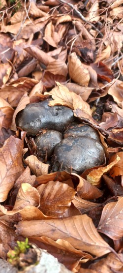 WhatsApp Image 2026-02-05 at 09.39.52.jpeg