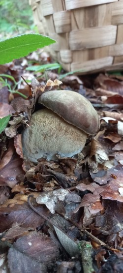2026-05-14 at 09.19.50_Boletus reticulatus.jpeg