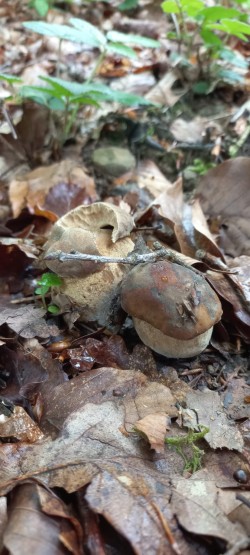 2026-05-14 at 09.19.44_Boletus reticulatus.jpeg