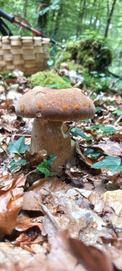 2026-06-04 at 10.10.55_Boletus reticulatus.jpeg