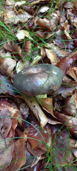 2026_05_07_Russula cyanoxantha 1.jpeg