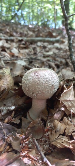 2026-05-21 at 09.16.58_Amanita rubescens.jpeg