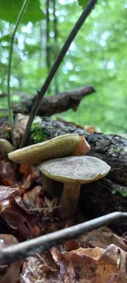 2026-06-11 at 09.36.19_Boletus subtomentosus.jpeg