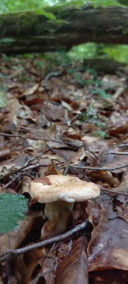 2026-06-11 at 09.36.26_Lactarius pallidus.jpeg