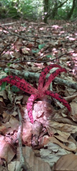 2026-06-18 at 09.31.16_Clathrus archeri.jpeg
