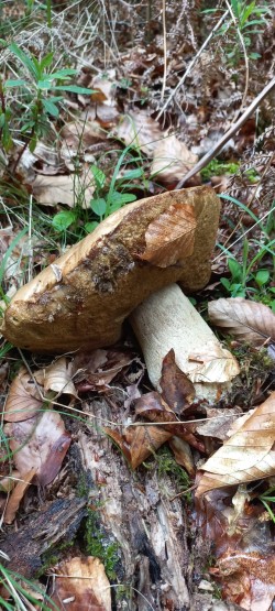 2026-05-14 at 09.19.33_Boletus reticulatus.jpeg