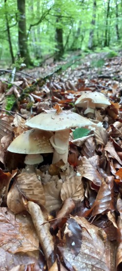 2026-05-14 at 09.20.47_Amanita rubescens.jpeg