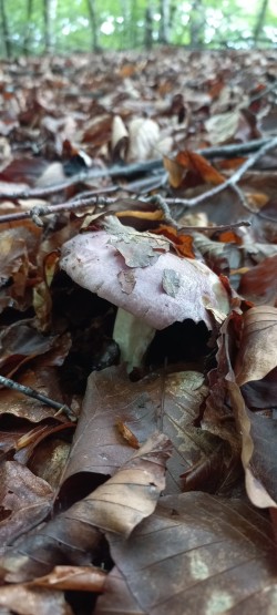 2026-05-20 at 11.26.50_Russula cyanoxantha.jpeg