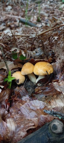 2026-05-20 at 11.26.45__Cantharellus pallens.jpeg