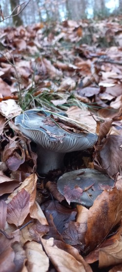 WhatsApp Image 2026-02-05 at 09.39.22.jpeg