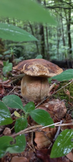 2026-05-14 at 09.19.47_Boletus reticulatus.jpeg