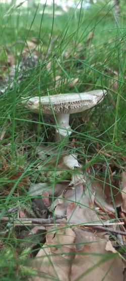 2026-05-28 at 12.08.24_Amanita excelsa.jpeg