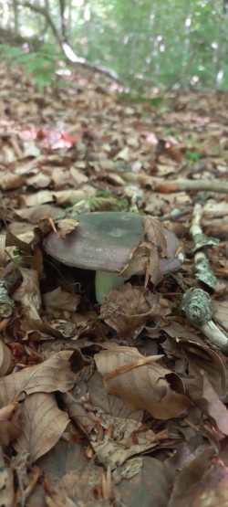 2026-05-21 at 09.17.00_Russula cyanoxantha.jpeg